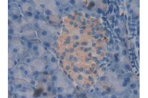 Detection of PRDX2 in Mouse Pancreas Tissue using Polyclonal Antibody to Peroxiredoxin 2 (PRDX2) (Peroxiredoxin 2 anticorps  (AA 6-164))