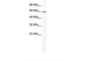 anti-Tripartite Motif Containing 3 (TRIM3) (AA 225-274) antibody
