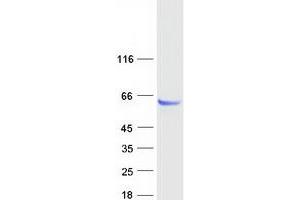 Validation with Western Blot