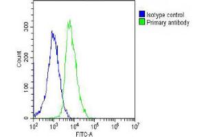 Overlay histogram showing SH-SY5Y cells stained with Antibody (green line). (LGR5 anticorps  (AA 689-719))