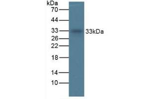 Mouse Detection antibody from the kit in WB with Positive Control: Sample Human Liver Tissue. (TPSAB1 Kit CLIA)