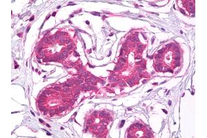 Anti-CD44 antibody IHC of human breast. (CD44 anticorps)
