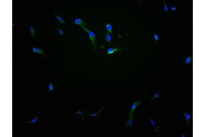 Immunofluorescence staining of NIH/3T3 cells with ABIN7151831 at 1:100, counter-stained with DAPI. (EPHA1 anticorps  (AA 242-564))
