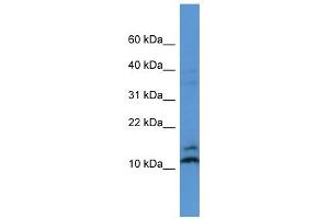 MAGOH antibody (70R-10030) used at 0. (MAGOH anticorps  (N-Term))