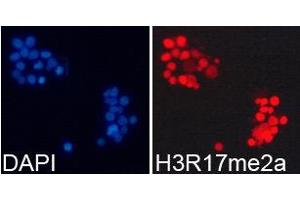 Immunofluorescence (IF) image for anti-Histone H3 (H3) (H3R17me2a) antibody (ABIN1872982) (Histone 3 anticorps  (H3R17me2a))