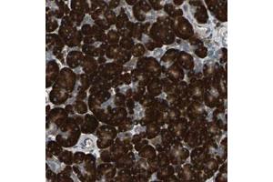 Immunohistochemical staining (Formalin-fixed paraffin-embedded sections) of human pancreas with SYVN1 polyclonal antibody  shows strong cytoplasmic positivity in exocrine glandular cells (SYVN1 anticorps)