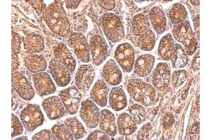 IHC-P Image NDUFS8 antibody detects NDUFS8 protein at on mouse intestine by immunohistochemical analysis.
