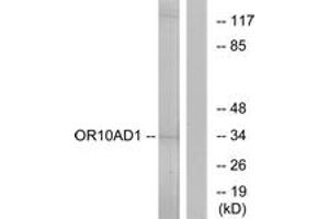 Western blot analysis of extracts from HeLa cells, using OR10AD1 Antibody. (OR10AD1 anticorps  (AA 141-190))