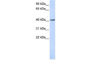 Western Blotting (WB) image for anti-SET and MYND Domain Containing 3 (SMYD3) antibody (ABIN2459439) (SMYD3 anticorps)