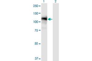 Western Blot analysis of GTF2IRD1 expression in transfected 293T cell line by GTF2IRD1 monoclonal antibody (M08), clone 2C7.