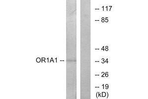 Western Blotting (WB) image for anti-Olfactory Receptor, Family 1, Subfamily A, Member 1 (OR1A1) (C-Term) antibody (ABIN1853194) (OR1A1 anticorps  (C-Term))