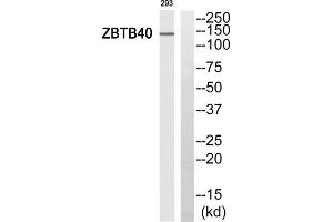 Western blot analysis of extracts from 293 cells, using ZBTB40 antibody. (ZBTB40 anticorps  (C-Term))