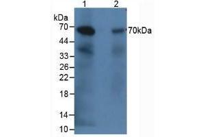 Western blot analysis of (1) Rabbit Kidney Tissue and (2) Rabbit Heart Tissue. (C9 anticorps  (AA 139-519))