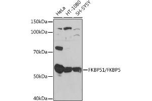 Western blot analysis of extracts of various cell lines, using FKBP51/FKBP5 Rabbit mAb (ABIN7267213) at 1:1000 dilution. (FKBP5 anticorps)