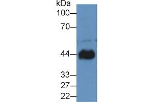 Western blot analysis of Dog Heart lysate, using Rabbit Anti-Dog CKM Antibody (2 µg/ml) and HRP-conjugated Goat Anti-Rabbit antibody (abx400043, 0. (CKM anticorps  (AA 11-367))