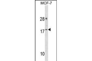 CDK2 Antibody (Center) (ABIN1881193 and ABIN2838367) western blot analysis in MCF-7 cell line lysates (35 μg/lane).