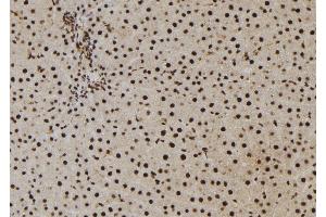 ABIN6273010 at 1/100 staining Rat liver tissue by IHC-P. (NASP anticorps  (C-Term))