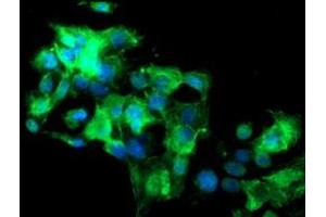 Image no. 4 for anti-Src-like-adaptor 2 (SLA2) antibody (ABIN1500946) (SLAP2 anticorps)