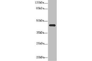 Western blot All lanes: NR2E1antibody at 3. (NR2E1 anticorps  (AA 106-385))