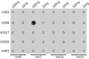 Dot-blot analysis of all sorts of methylation peptides using MonoMethyl-Histone H3-R8 antibody (ABIN3017482, ABIN3017483, ABIN3017484 and ABIN6220107) at 1:1000 dilution.