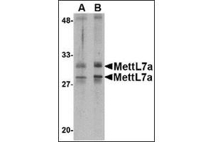 Western blot analysis of MettL7A in MCF cell lysate with this product at 2 μg/ml. (METTL7A anticorps  (Center))
