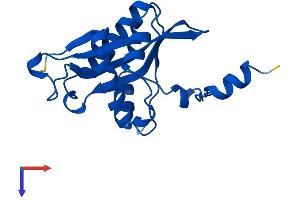 AlphaFold protein structure predicition of Human Recombinant SAT1 Protein, UniprotID P21673