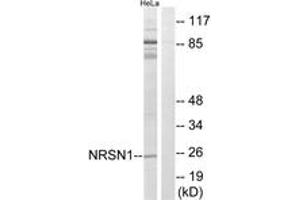 Western blot analysis of extracts from HeLa cells, using NRSN1 Antibody. (Neurensin 1 anticorps  (AA 121-170))