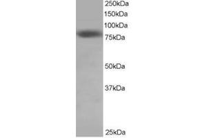 Image no. 1 for anti-NDC80 Kinetochore Complex Component Homolog (NDC80) (C-Term) antibody (ABIN374264) (NDC80 anticorps  (C-Term))