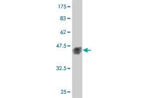 Western Blot detection against Immunogen (38. (MAPK12 anticorps  (AA 251-367))