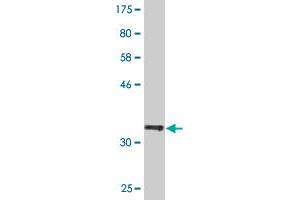 Western Blot detection against Immunogen (36.