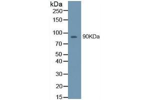 Rabbit Detection antibody from the kit in WB with Positive Control: Sample HepG2 cell lysate.