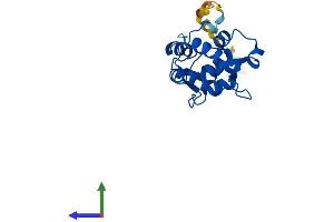 AlphaFold protein structure predicition of Mouse Recombinant Myl4 Protein, UniprotID P09541