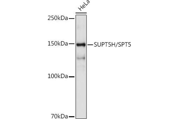 SUPT5H anticorps
