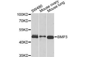 Western blot analysis of extracts of various cell lines, using BMP3 antibody (ABIN5975705) at 1/1000 dilution. (BMP3 anticorps)