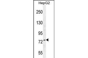 NCL Antibody (Center ) (ABIN655626 and ABIN2845105) western blot analysis in HepG2 cell line lysates (35 μg/lane). (Nucleolin anticorps  (AA 428-455))
