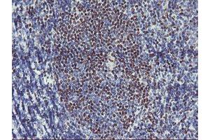 Image no. 1 for anti-Glucosidase, Beta, Acid 3 (Cytosolic) (GBA3) (AA 1-150), (AA 370-469) antibody (ABIN1490587)