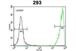 Flow cytometric analysis of 293 cells using GNAS Antibody (C-term) Cat. (GNAS anticorps  (C-Term))