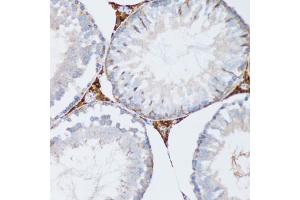 Immunohistochemistry of paraffin-embedded mouse testis using PGRMC1 antibody (ABIN5973273) at dilution of 1/100 (20x lens). (PGRMC1 anticorps)