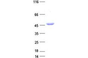 Validation with Western Blot