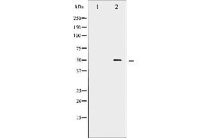 Western blot analysis of Myc phosphorylation expression in Forskolin treated 293 whole cell lysates,The lane on the left is treated with the antigen-specific peptide. (c-MYC anticorps  (pSer62))