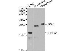 Western blot analysis of extracts of various cell lines, using SPINLW1 antibody. (Eppin anticorps  (AA 22-133))