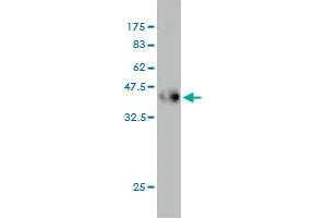 Western Blot detection against Immunogen (34.