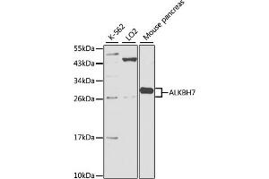 Western blot analysis of extracts of various cell lines, using ALKBH7 antibody (ABIN2650897) at 1:1000 dilution. (ALKBH7 anticorps)