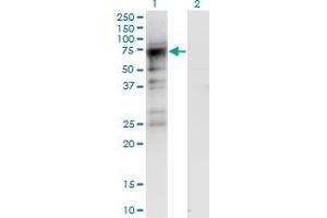 Western Blot analysis of CDC2L6 expression in transfected 293T cell line by CDC2L6 monoclonal antibody (M06), clone 8B6.