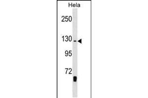 Western blot analysis in Hela cell line lysates (35ug/lane). (WHSC1 anticorps  (C-Term))