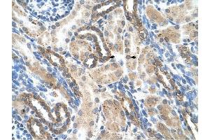 PSG1 antibody was used for immunohistochemistry at a concentration of 4-8 ug/ml to stain Epithelial cells of renal tubule (arrows) in Human Kidney. (PSG1 anticorps  (N-Term))