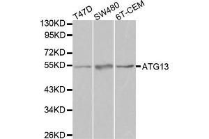 Western blot analysis of extracts of various cell lines, using ATG13 antibody. (ATG13 anticorps  (AA 281-480))