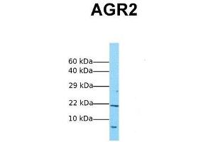 Host:  Rabbit  Target Name:  AGR2  Sample Tissue:  Human MCF7  Antibody Dilution:  1. (AGR2 anticorps  (Middle Region))