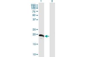 Western Blot analysis of SUMO3 expression in transfected 293T cell line by SUMO3 MaxPab polyclonal antibody. (SUMO3 anticorps  (AA 1-103))