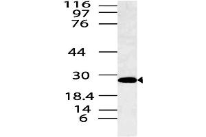 Image no. 1 for anti-Spi-B Transcription Factor (Spi-1/PU.1 Related) (SPIB) antibody (ABIN5027786) (SPIB anticorps)